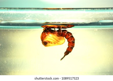 Pupa Of Mosquito In Dirty Water