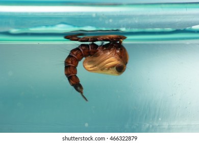 Pupa Of Mosquito In Dirty Water