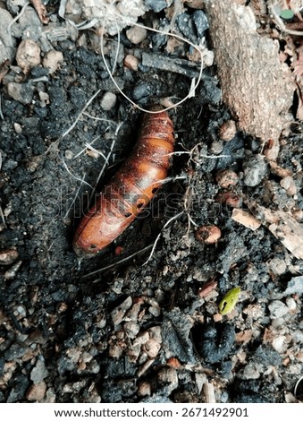 A pupa on the ground 