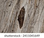 Pupa of small white, cabbage white butterfly (Pieris rapae) on the trunk of a juniper tree