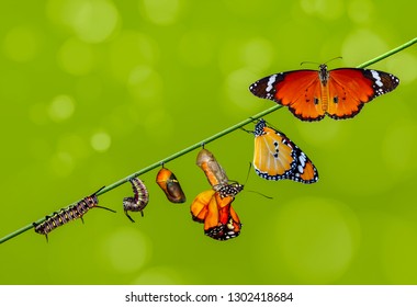Pupae and cocoons are suspended. Concept transformation of Butterfly