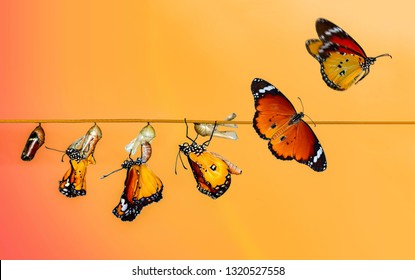 Pupae And Cocoons Are Suspended. Concept Transformation Of Butterfly