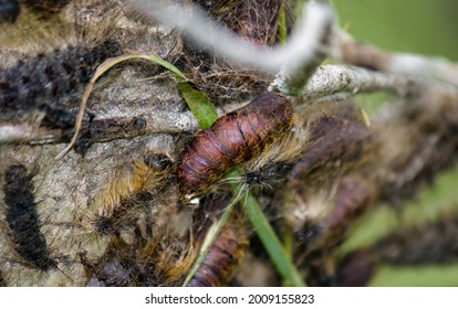 A Pupae Of A European Gypsy Moth