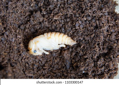 Pupae Female Stag Beetle Cyclommatus Metallifer Stock Photo 1103300147 ...