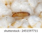 Pupae of Indian mealmoth (Plodia interpunctella) on a rice wafer.