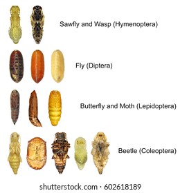 5,313 Pupa stage Images, Stock Photos & Vectors | Shutterstock