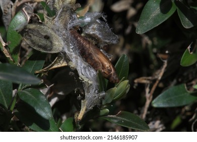 Pupae or larva of Cydalima perspectalis is an invasive caterpillar of moth species pest that destroys and eats green boxwood (buxus sempervivens) leaves doing damage, box eating caterpillar.