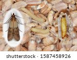 Pupae larvae and adult insect of Indian mealmoth Plodia interpunctella of a pyraloid moth of the family Pyralidae. It is common pest of stored products and pest of food in homes. 