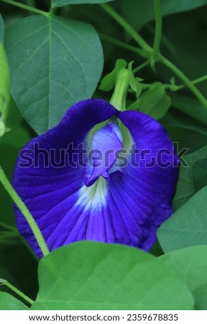 Puple Clitoria ternatea in the garden