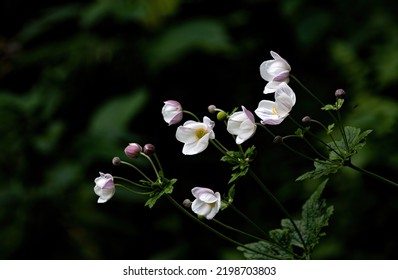 Puple White Flower In The Wild Forest Of Bhutan