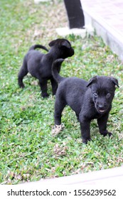 Puppies, Belgian Malinois, Animal, Cute, Black