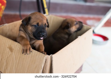 Puppies In The Box