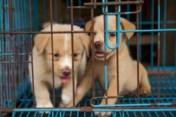 Puppies In A Cage At Animal Market, Yogyakarta, Indonesia