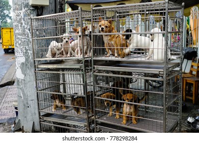 Puppies In Cage For Sale