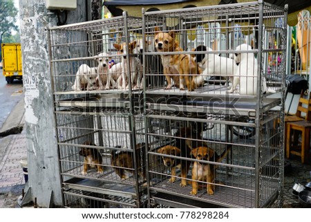 Puppies in cage for sale
