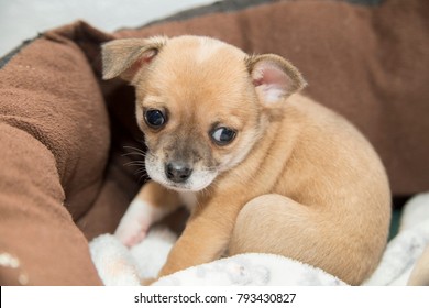 Puppies of a Chihuahua dog - Shutterstock ID 793430827