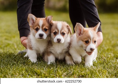 Puppies Corgi