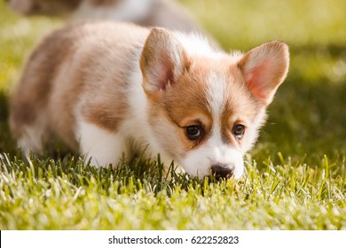 Puppies Corgi