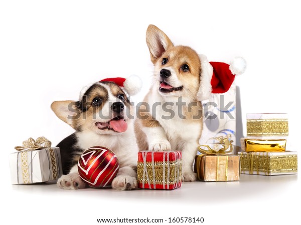 Puppies Corgi Wearing Santa Hat Stock Photo (Edit Now) 160578140