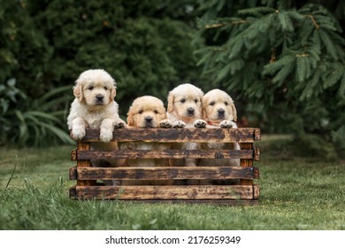 puppies dog golden retriever labrador in a wooden box in the park on the grass in the summer at sunset