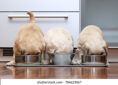 Puppies eating food in the kitchen like little gourmets.