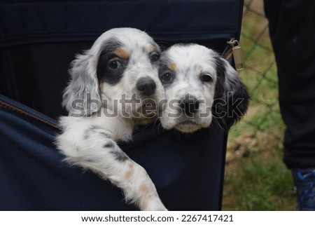 puppies of an English Setter dog