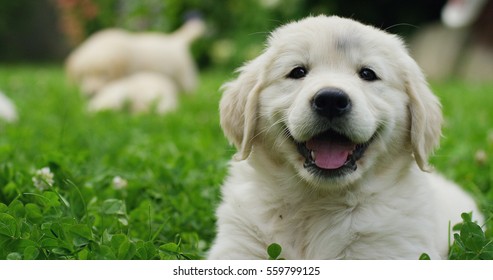 Puppies Golden Retriever breed with pedigree playing, running they roll in the grass in slow motion. concept of softness, love of animals, family, puppies and dog.