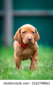 Puppies Of The Hunting Breed Hungarian Vizsla Run Around The Lawn And Play