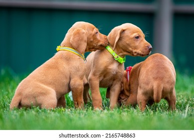 Puppies Of The Hunting Breed Hungarian Vizsla Run Around The Lawn And Play