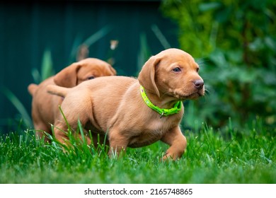 Puppies Of The Hunting Breed Hungarian Vizsla Run Around The Lawn And Play