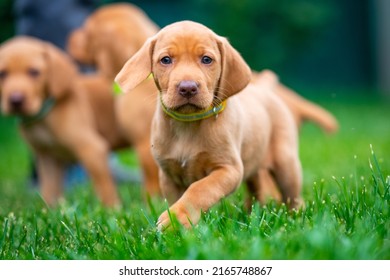 Puppies Of The Hunting Breed Hungarian Vizsla Run Around The Lawn And Play