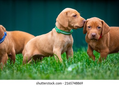 Puppies Of The Hunting Breed Hungarian Vizsla Run Around The Lawn And Play