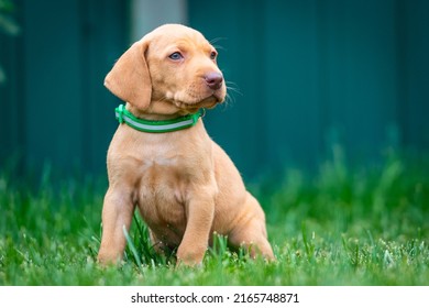 Puppies Of The Hunting Breed Hungarian Vizsla Run Around The Lawn And Play