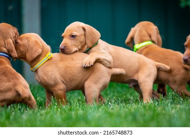 Puppies Of The Hunting Breed Hungarian Vizsla Run Around The Lawn And Play