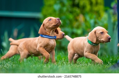 Puppies Of The Hunting Breed Hungarian Vizsla Run Around The Lawn And Play