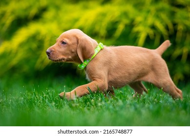 Puppies Of The Hunting Breed Hungarian Vizsla Run Around The Lawn And Play