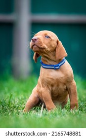 Puppies Of The Hunting Breed Hungarian Vizsla Run Around The Lawn And Play