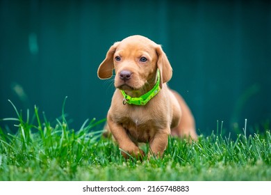 Puppies Of The Hunting Breed Hungarian Vizsla Run Around The Lawn And Play