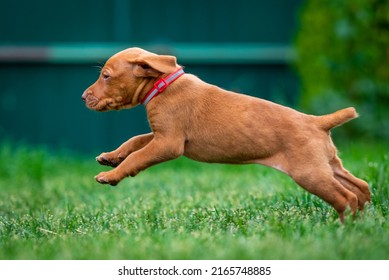 Puppies Of The Hunting Breed Hungarian Vizsla Run Around The Lawn And Play