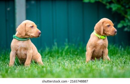 Puppies Of The Hunting Breed Hungarian Vizsla Run Around The Lawn And Play