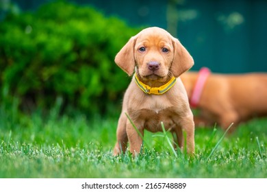 Puppies Of The Hunting Breed Hungarian Vizsla Run Around The Lawn And Play