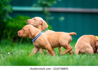 Puppies Of The Hunting Breed Hungarian Vizsla Run Around The Lawn And Play