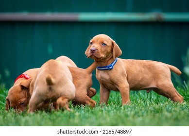 Puppies Of The Hunting Breed Hungarian Vizsla Run Around The Lawn And Play