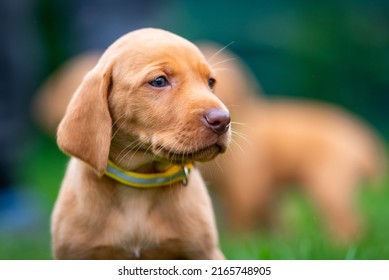 Puppies Of The Hunting Breed Hungarian Vizsla Run Around The Lawn And Play