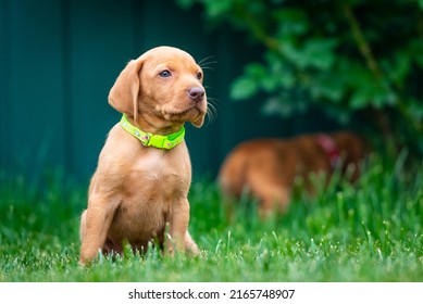 Puppies Of The Hunting Breed Hungarian Vizsla Run Around The Lawn And Play