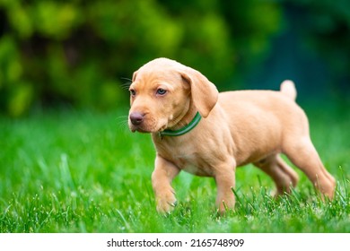 Puppies Of The Hunting Breed Hungarian Vizsla Run Around The Lawn And Play