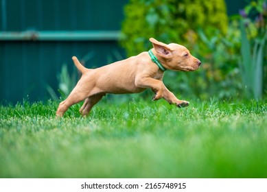 Puppies Of The Hunting Breed Hungarian Vizsla Run Around The Lawn And Play