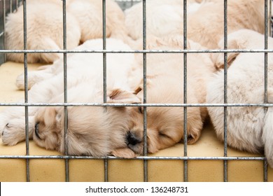 Puppies Inside A Cage On Display For Sale