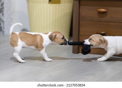 puppies Jack Russell Terrier fighting for a sock	
 - Shutterstock ID 2127053834
