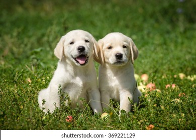 cute golden labrador puppies
